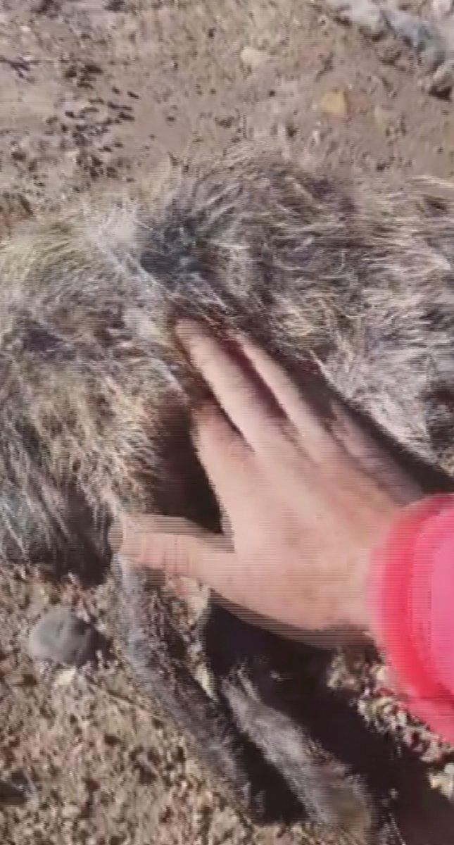 Sivas'ta buzla kaplı su kanalında mahsur kalan tilki kurtarıldı