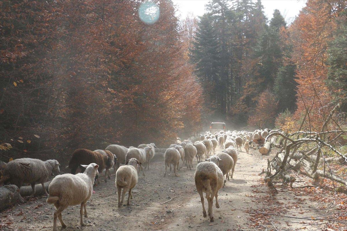 Bolu'da yaylacılar eve dönüyor