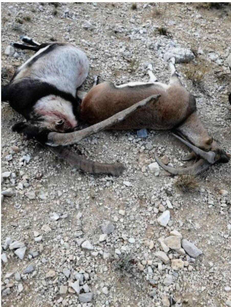 Antalya'da kaçak yaban keçisi avına 64 bin TL ceza