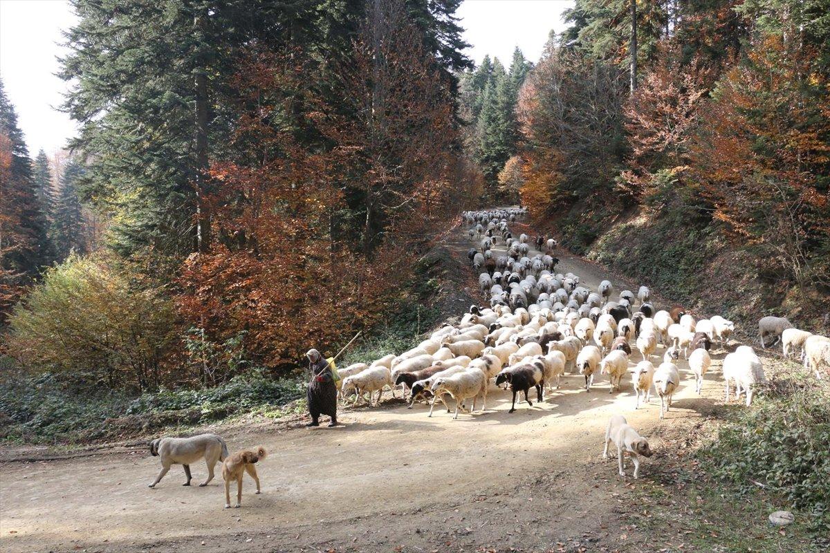 Bolu'da yaylacılar eve dönüyor