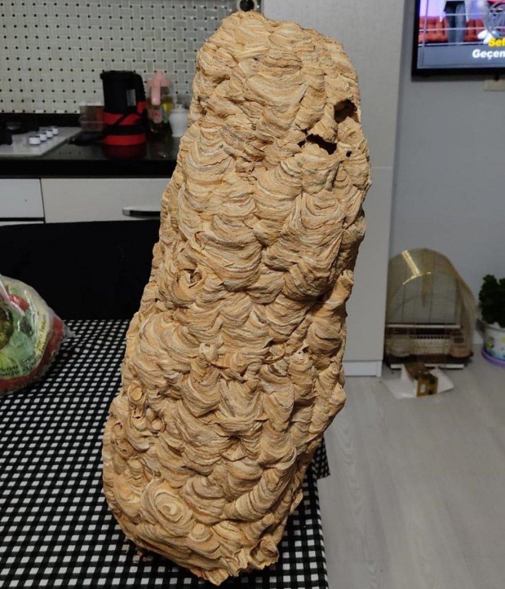 Rize'de evinin çatısında dev yaban arısı yuvası buldu