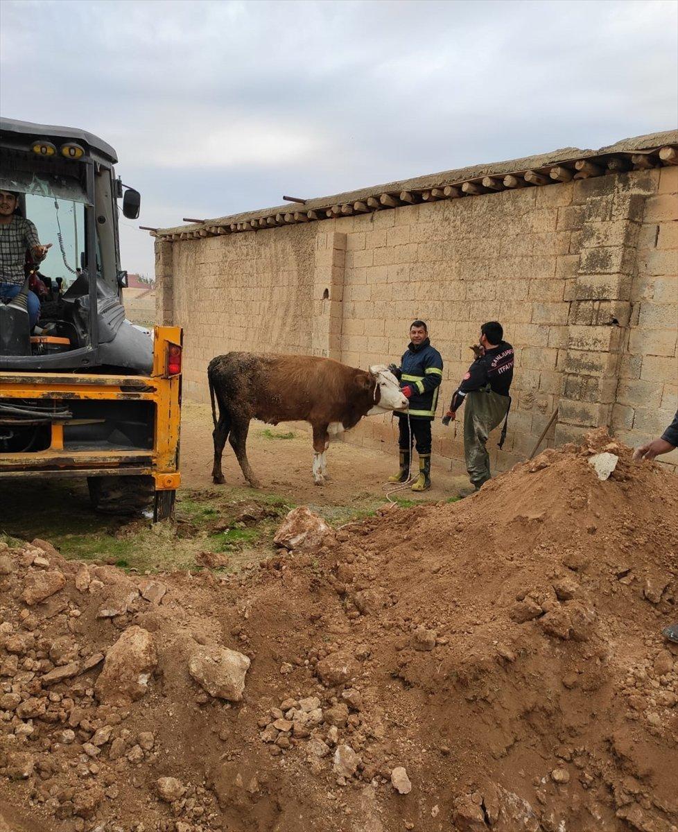 Şanlıurfa'da foseptik çukuruna düşen inek kurtarıldı