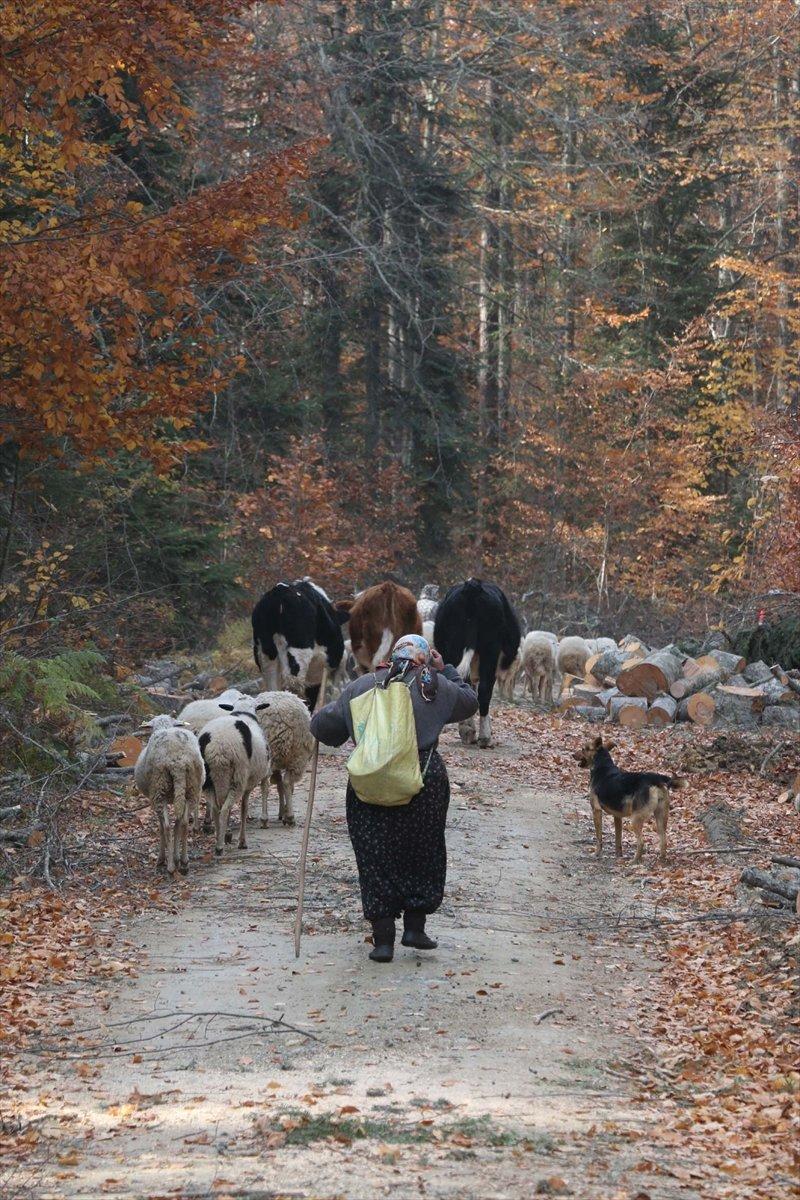 Bolu'da yaylacılar eve dönüyor