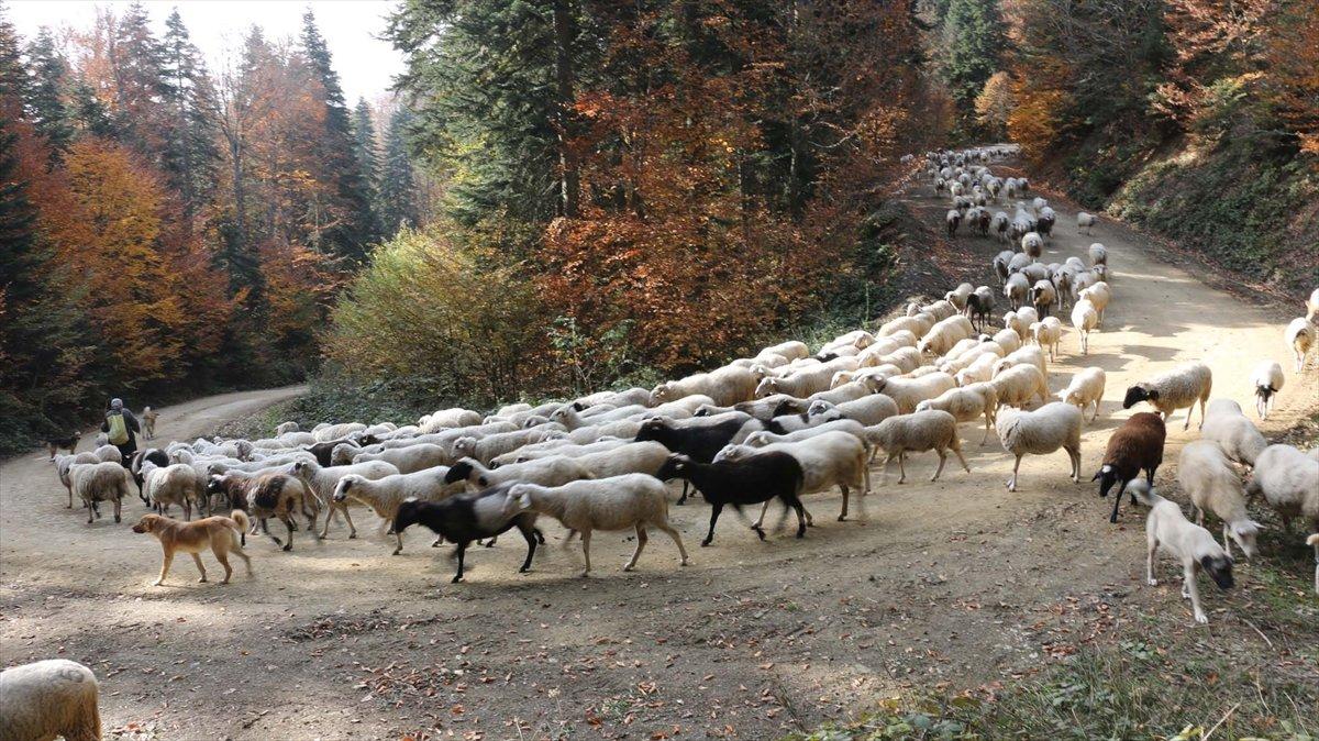 Bolu'da yaylacılar eve dönüyor