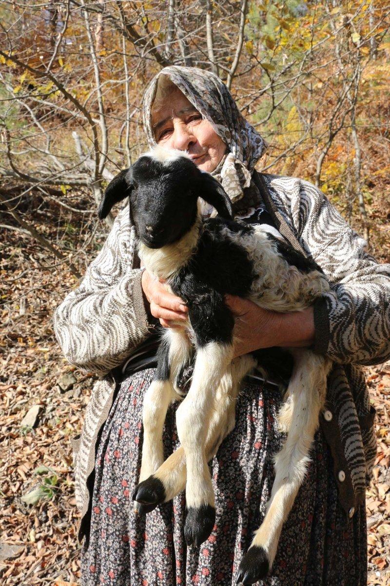 Bolu'da yaylacılar eve dönüyor
