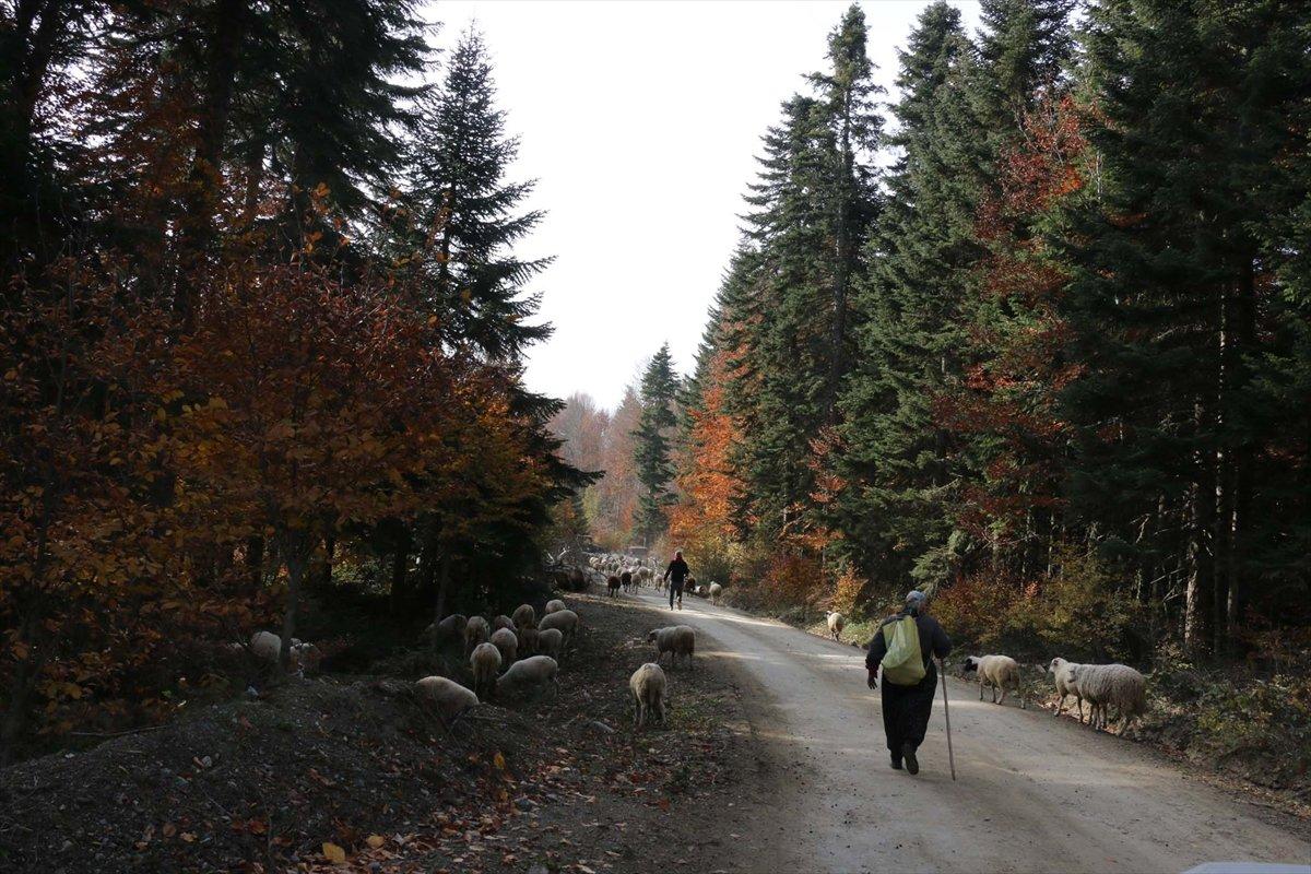 Bolu'da yaylacılar eve dönüyor
