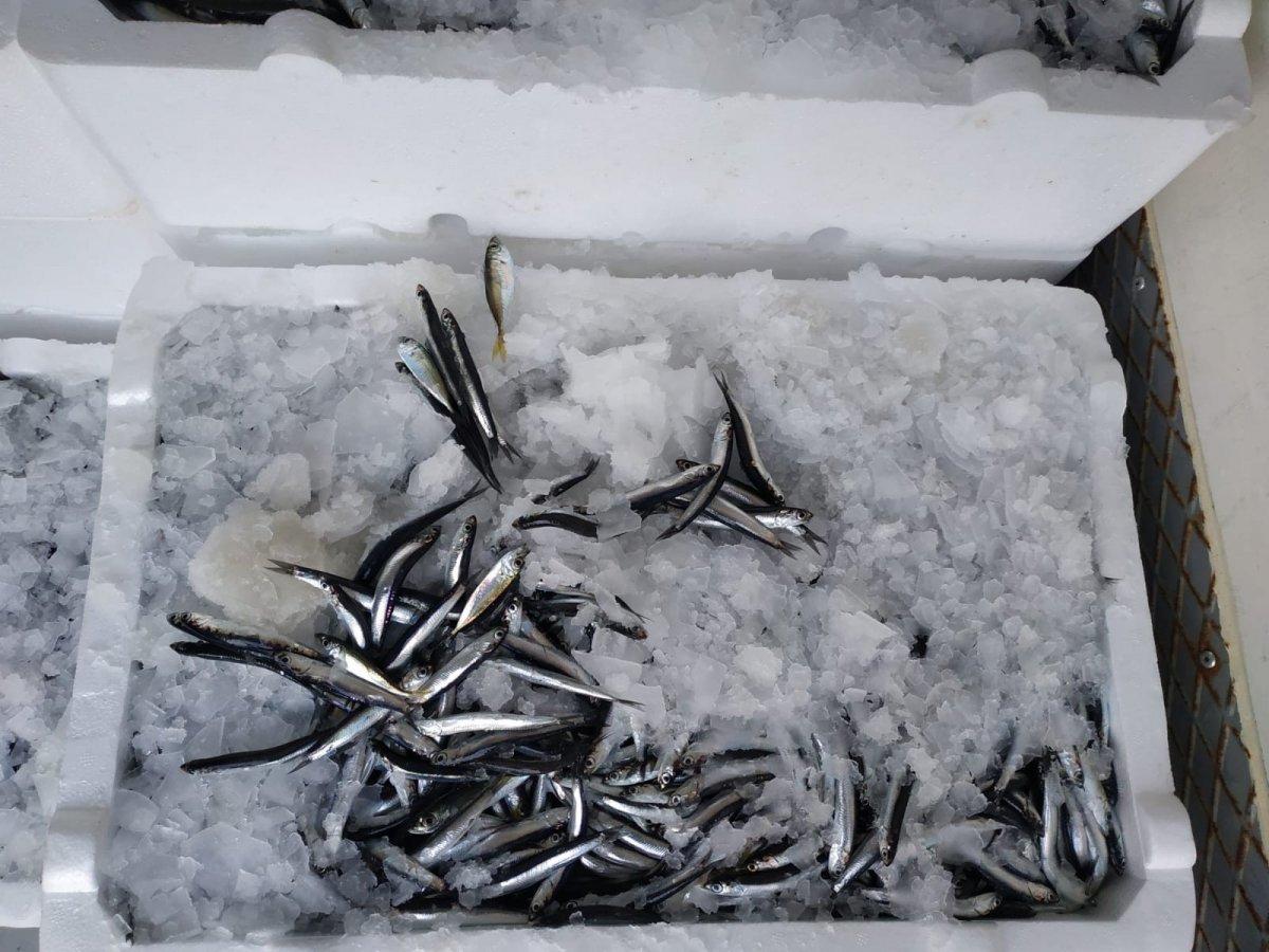 Rize'de 10 ton hamsiye el konuldu