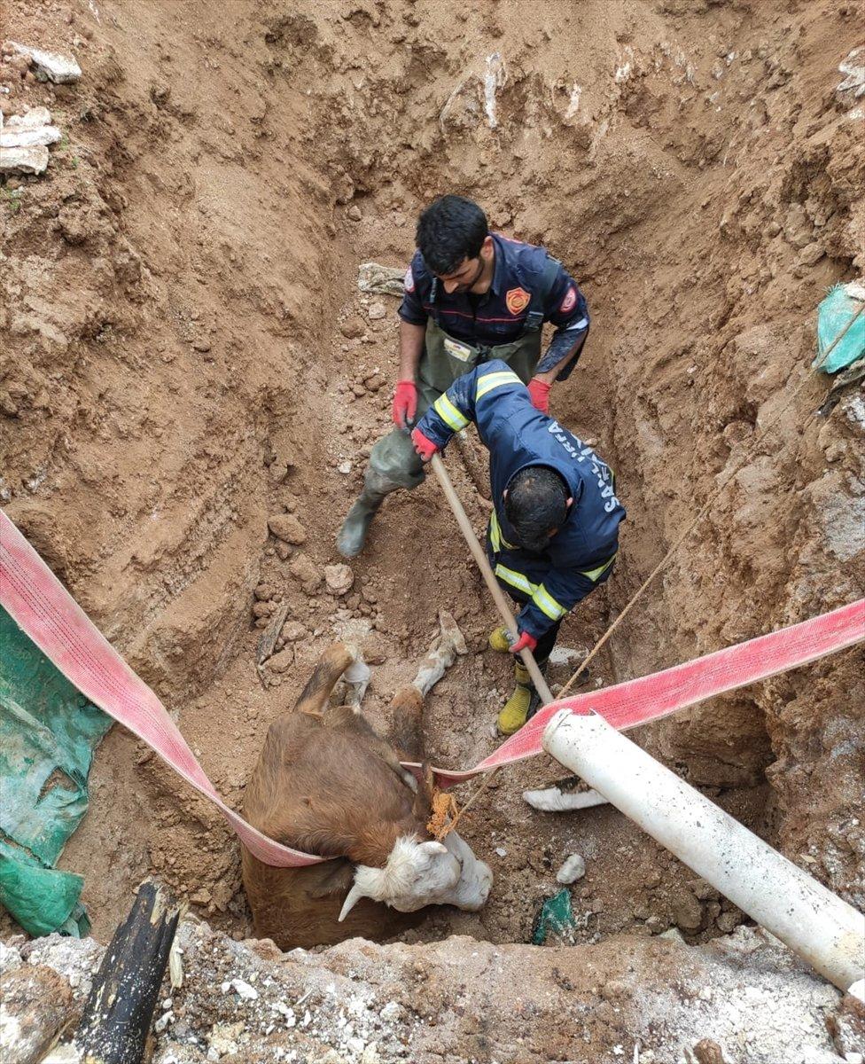 Şanlıurfa'da foseptik çukuruna düşen inek kurtarıldı