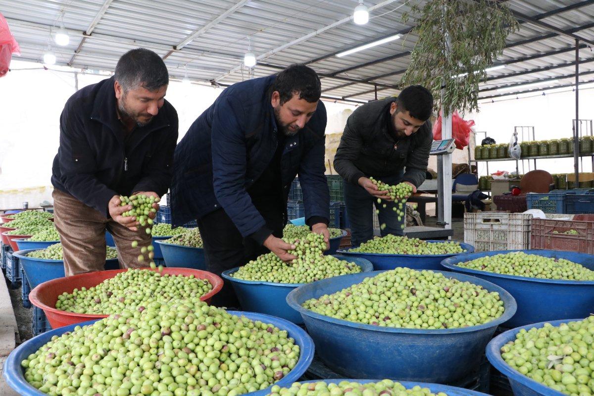 Şanlıurfa'da zeytin hasadı