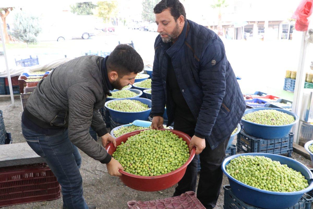Şanlıurfa'da zeytin hasadı