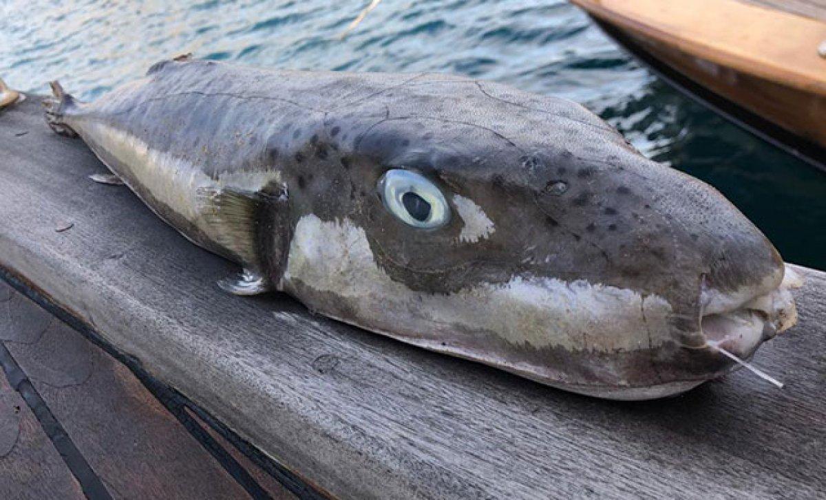 Bakanlık, avlanan her zararlı balon balığı için 5 lira verecek