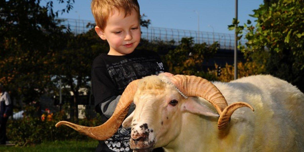 Akika kurbanı nedir? Akika kurbanının hükmü nedir, yenir mi?