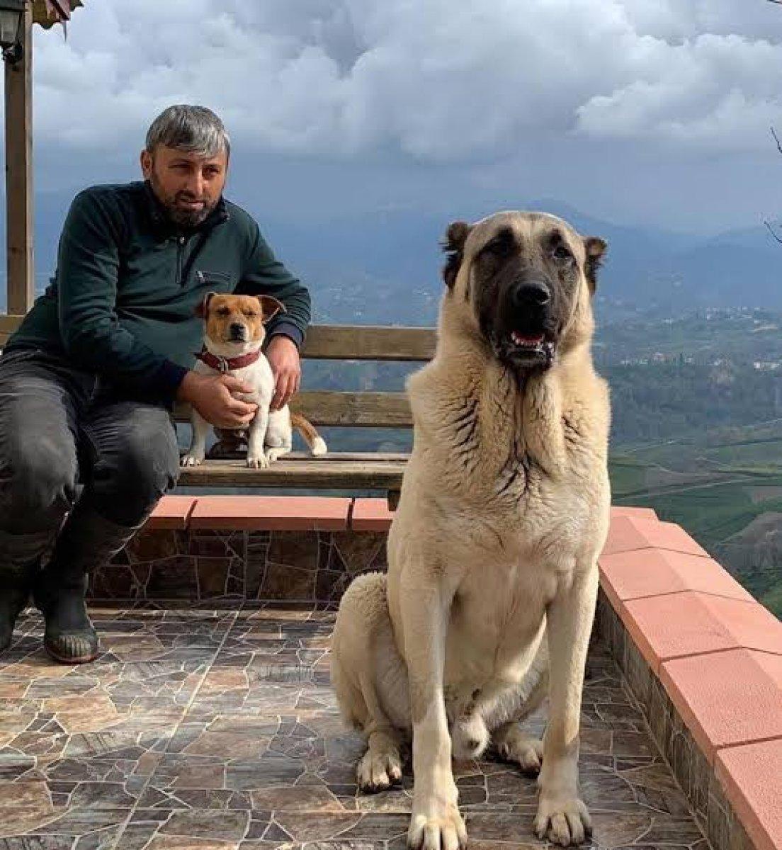 YouTuber Recep Bayraktar'ın köpeklerine el konuldu