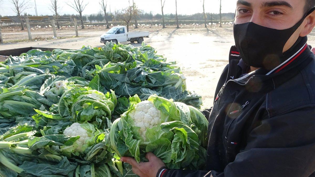 Karnabahar fiyatı arttı