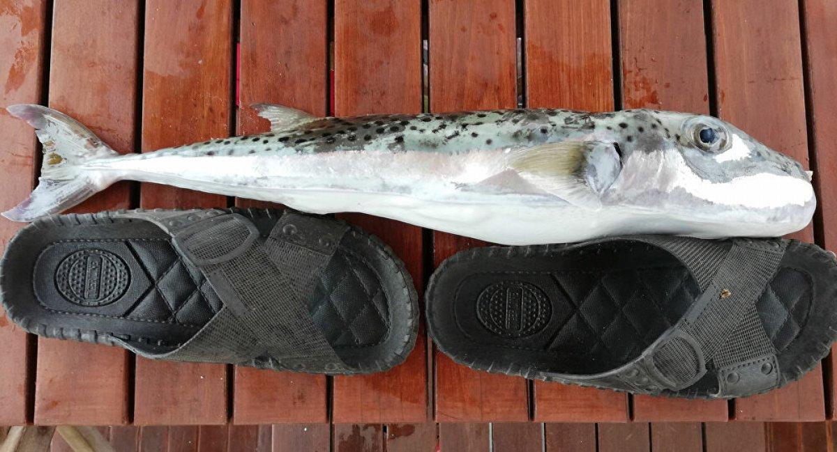 Bakanlık, avlanan her zararlı balon balığı için 5 lira verecek