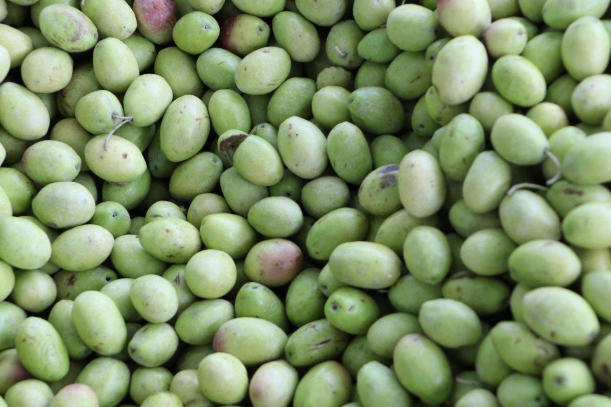 Şanlıurfa'da zeytin hasadı