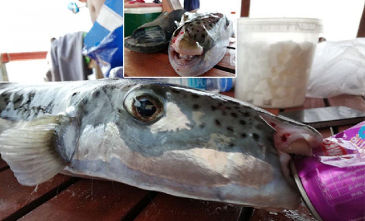 Bakanlık, avlanan her zararlı balon balığı için 5 lira verecek