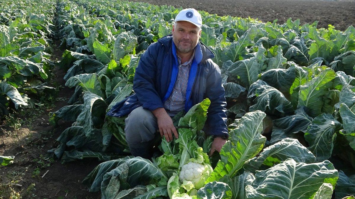 Karnabahar fiyatı arttı