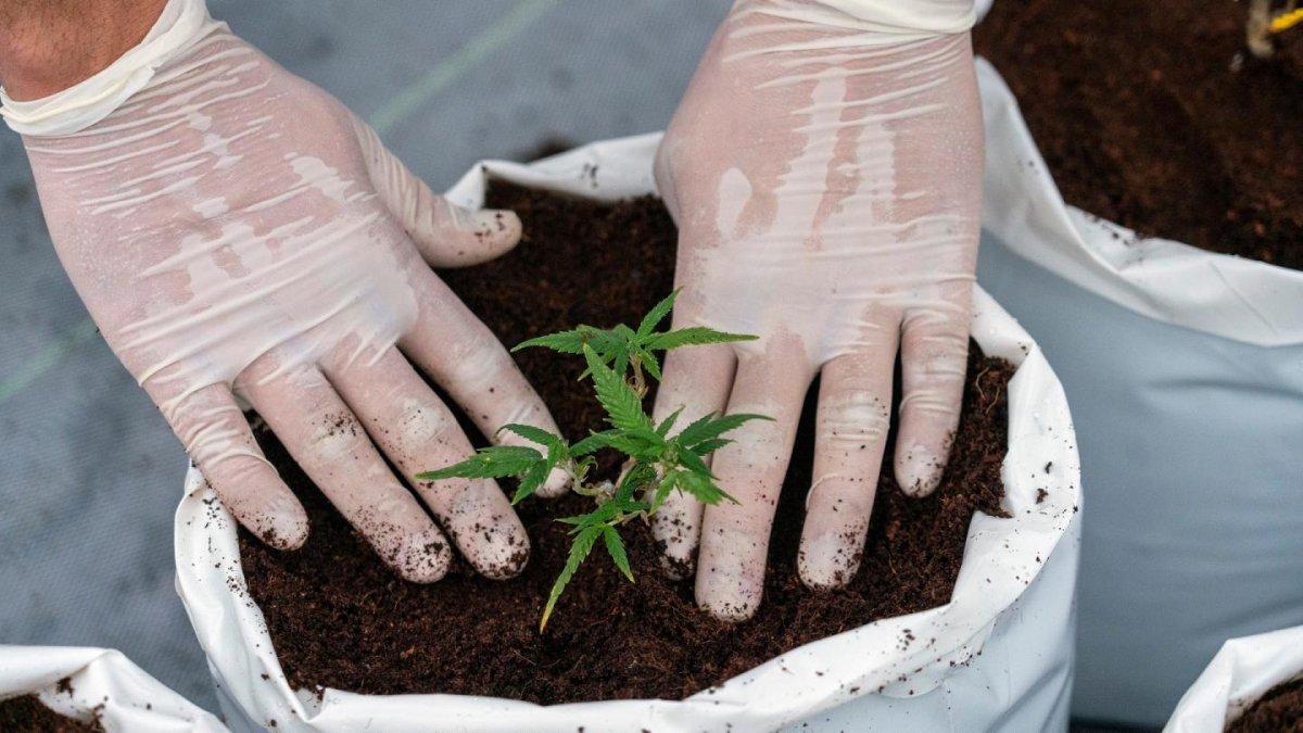 BM esrarı, eroin gibi narkotik maddeler listesinden çıkardı