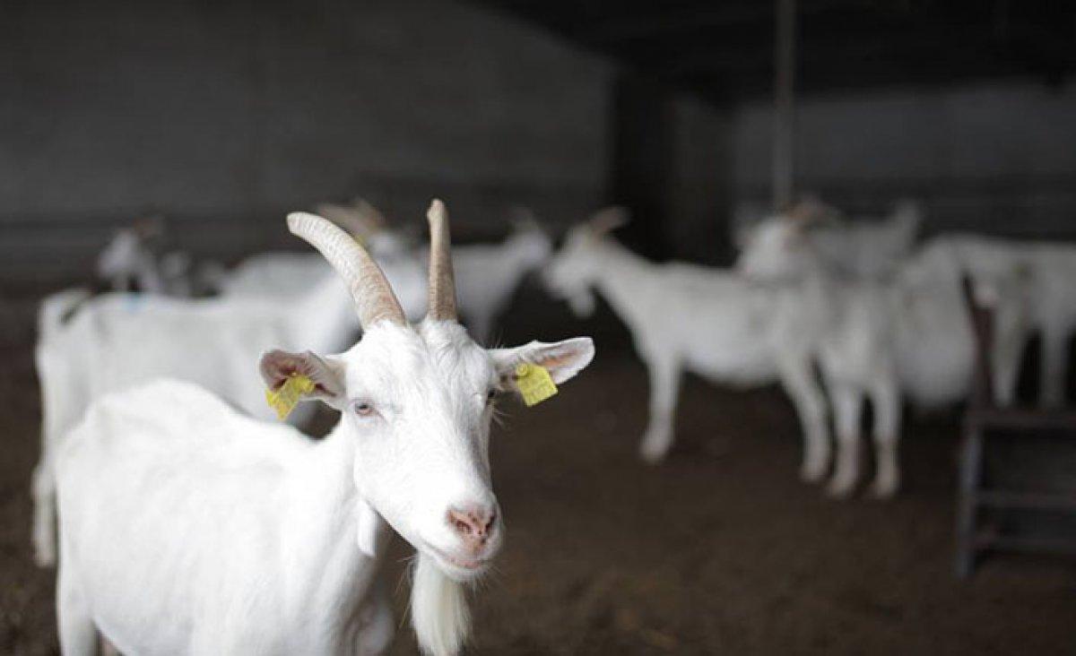 Keçi sütünde koronaya karşı etkili protein keşfedildi