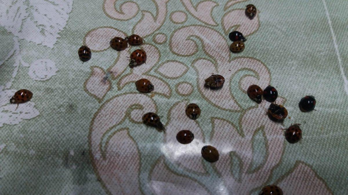 Çamlıhemşin’deki 6 mahalleye, uğur böcekleri dadandı