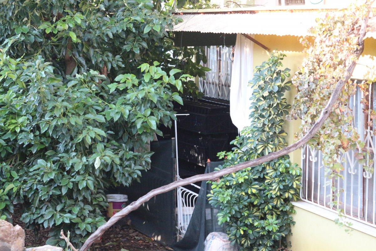 Antalya'da avokado ağacını düzeltmek isterken canından oluyordu