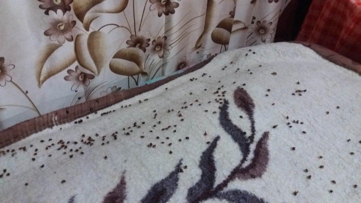 Çamlıhemşin’deki 6 mahalleye, uğur böcekleri dadandı