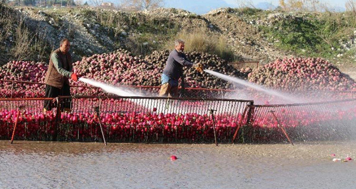 Turpun hasadı başladı