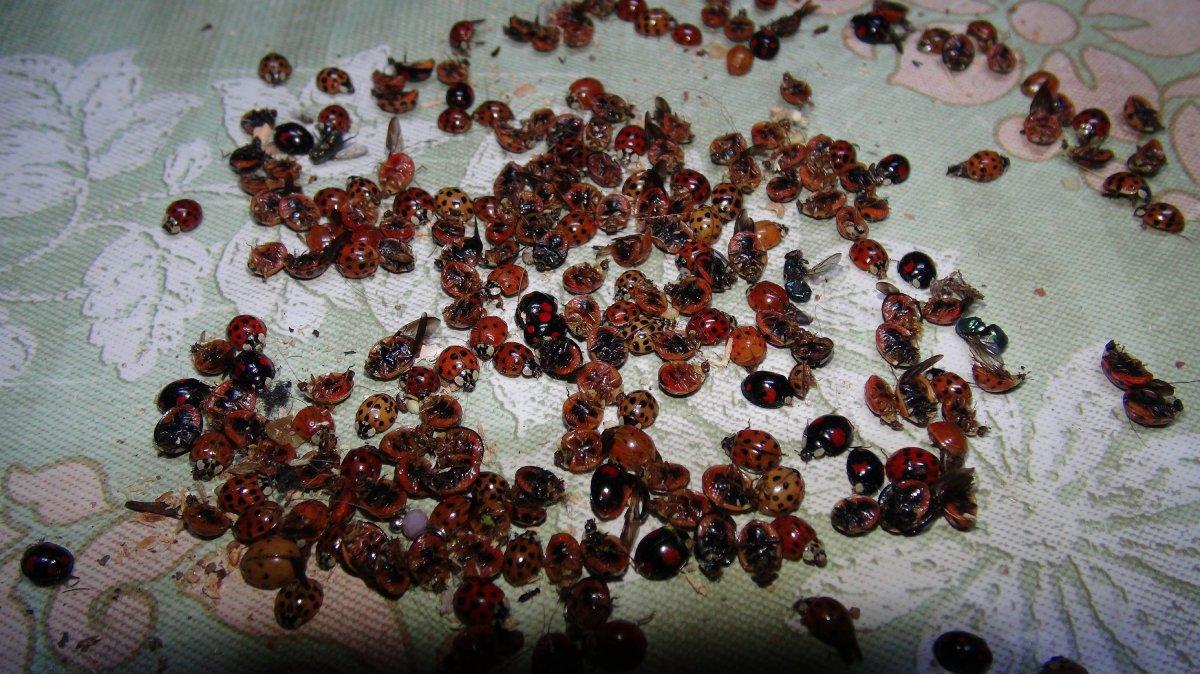 Çamlıhemşin’deki 6 mahalleye, uğur böcekleri dadandı