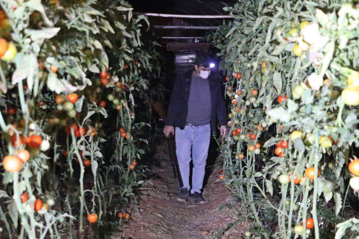 Antalya’da çiftçiler domates hırsızlarına karşı gece nöbeti tutuyor
