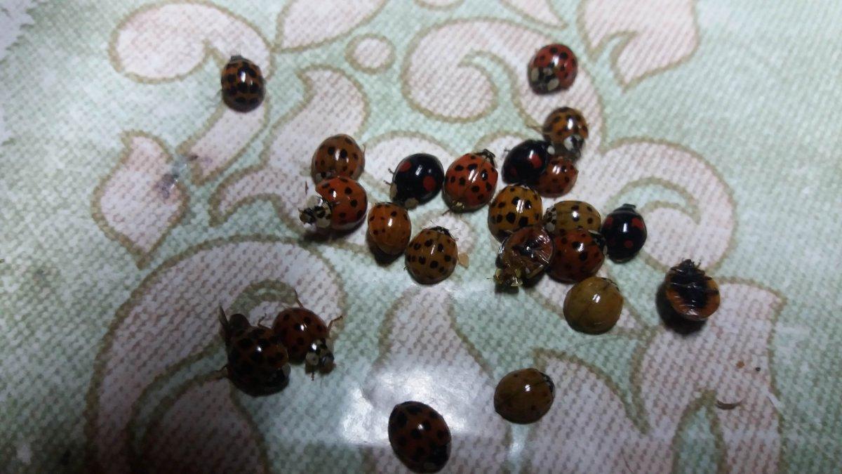 Çamlıhemşin’deki 6 mahalleye, uğur böcekleri dadandı