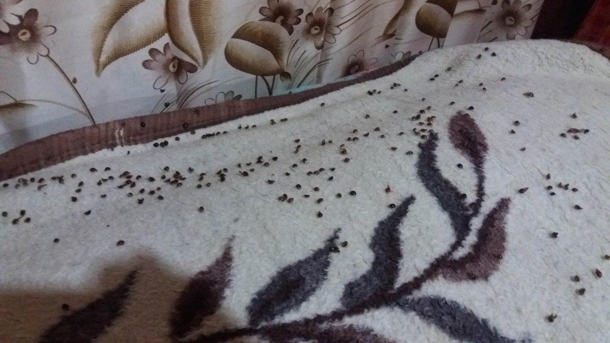 Çamlıhemşin’deki 6 mahalleye, uğur böcekleri dadandı