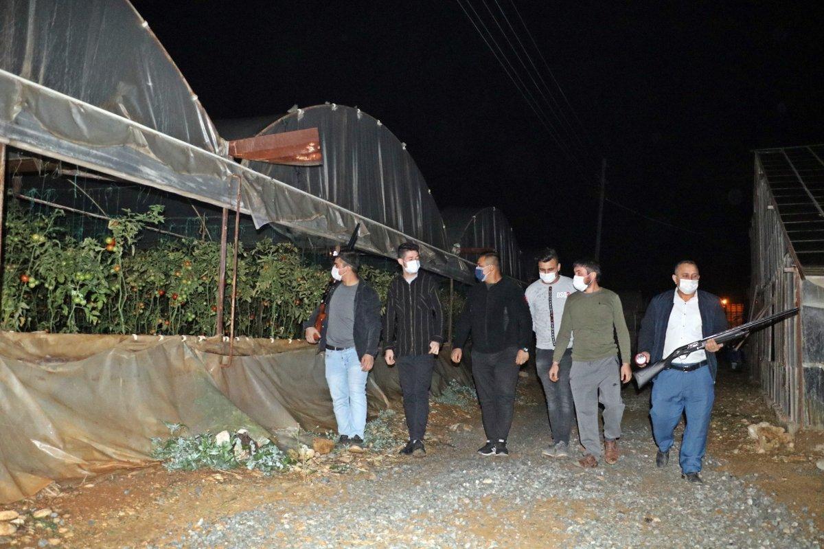 Antalya’da çiftçiler domates hırsızlarına karşı gece nöbeti tutuyor