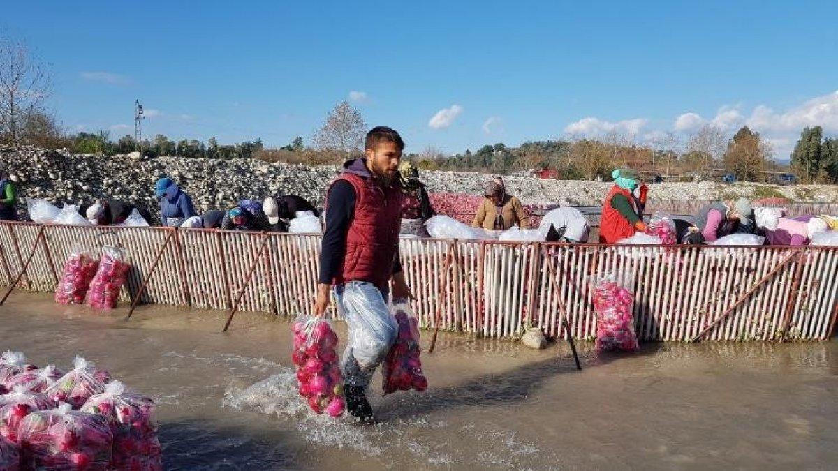 Turpun hasadı başladı
