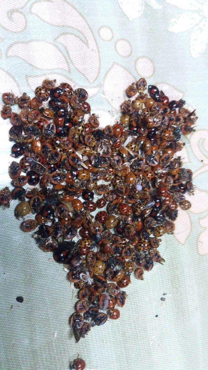 Çamlıhemşin’deki 6 mahalleye, uğur böcekleri dadandı