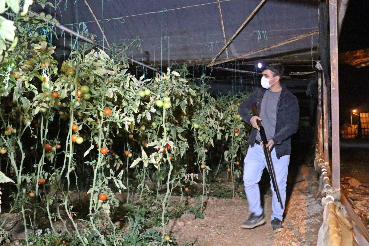 Antalya’da çiftçiler domates hırsızlarına karşı gece nöbeti tutuyor