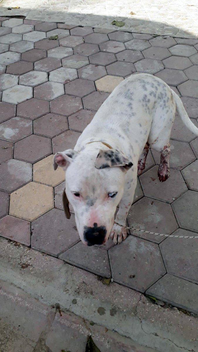 Adana’da tehlikeli köpekleri besleyen 9 kişiye toplam 86 bin 67 TL ceza