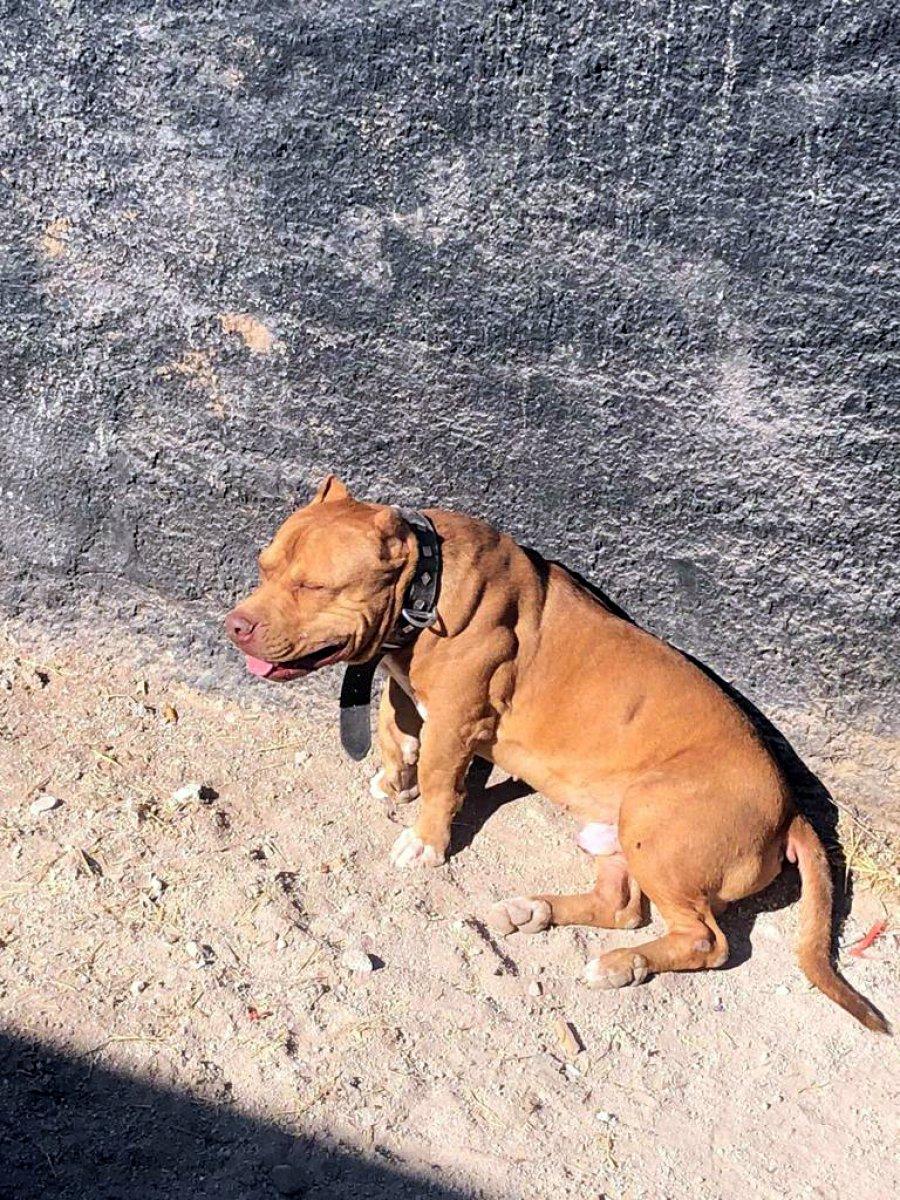 Adana’da tehlikeli köpekleri besleyen 9 kişiye toplam 86 bin 67 TL ceza