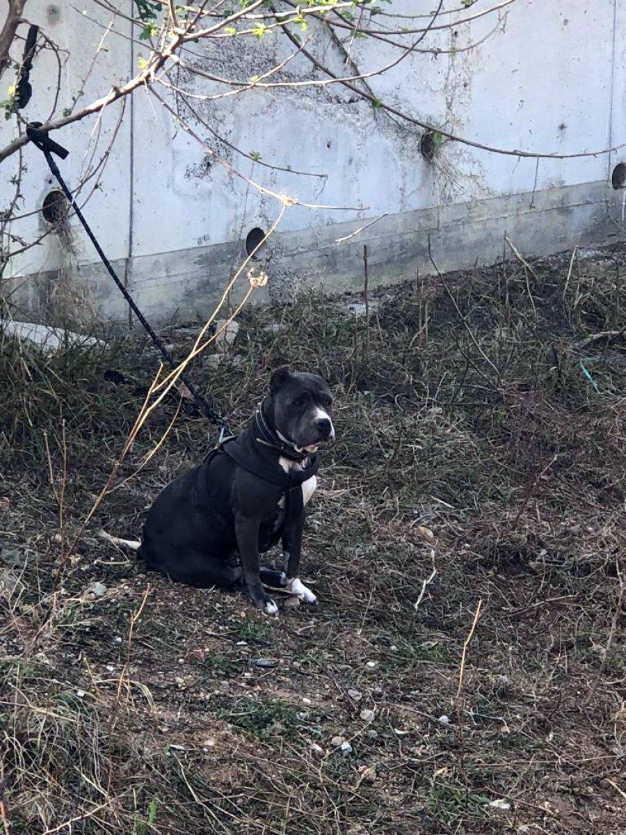 Adana’da tehlikeli köpekleri besleyen 9 kişiye toplam 86 bin 67 TL ceza