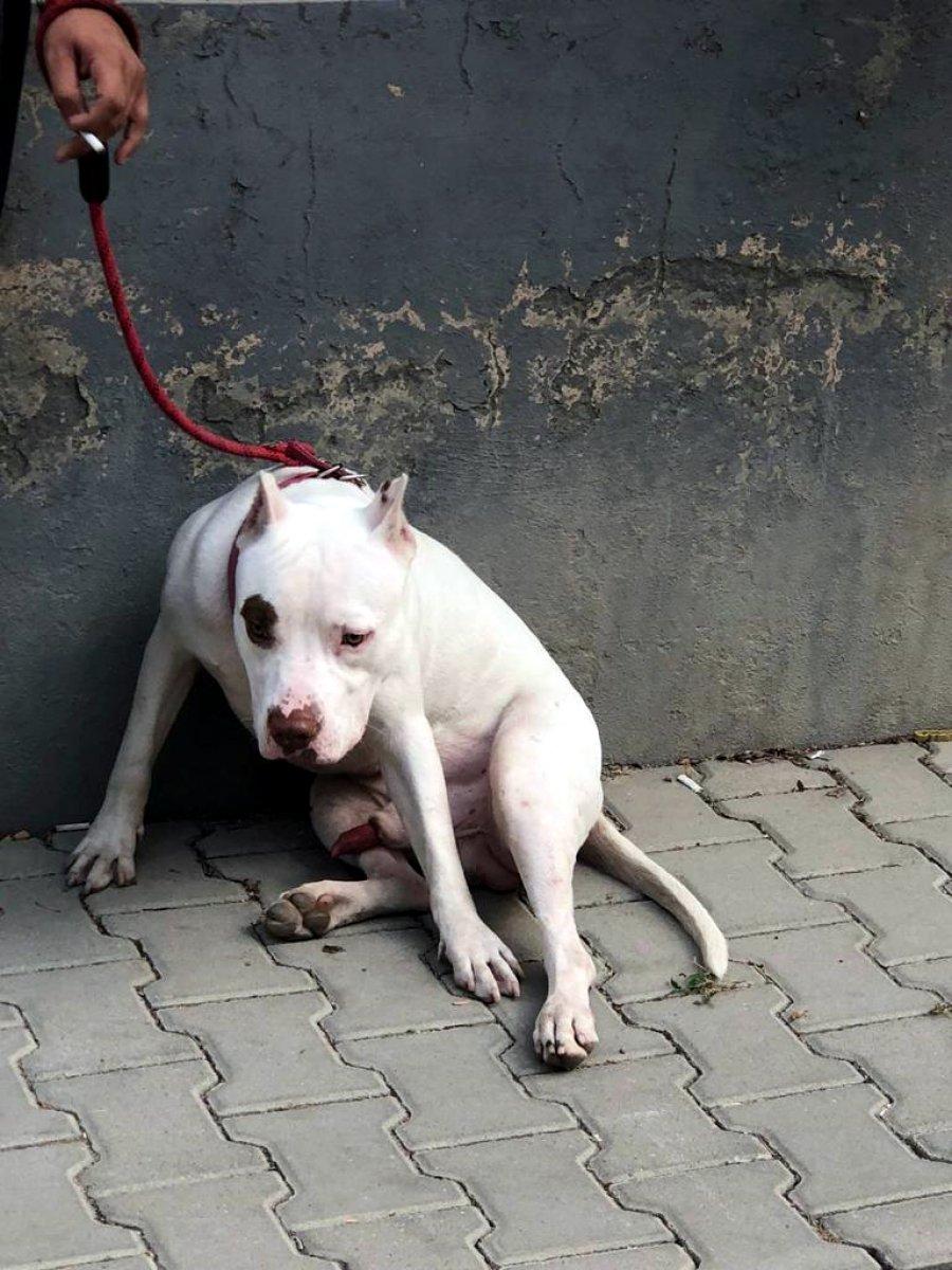 Adana’da tehlikeli köpekleri besleyen 9 kişiye toplam 86 bin 67 TL ceza