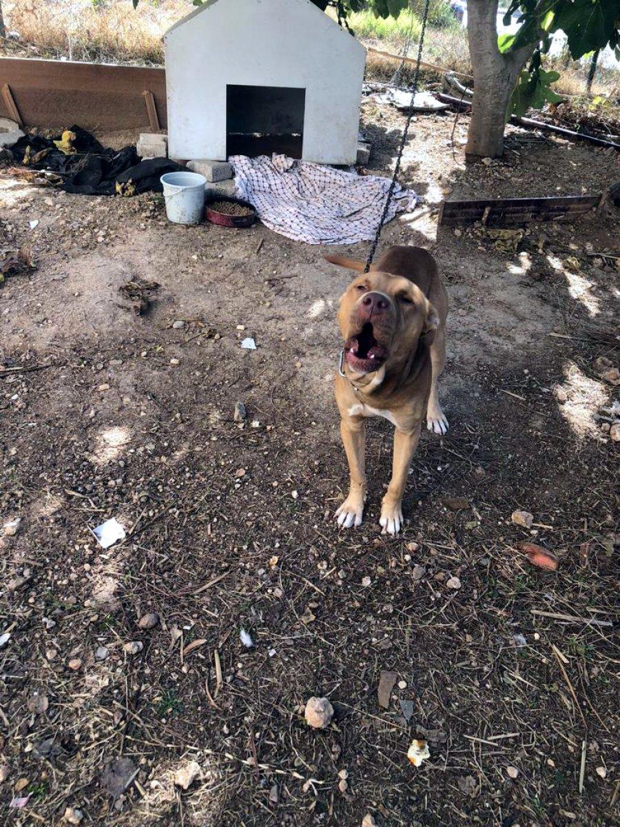 Adana’da tehlikeli köpekleri besleyen 9 kişiye toplam 86 bin 67 TL ceza
