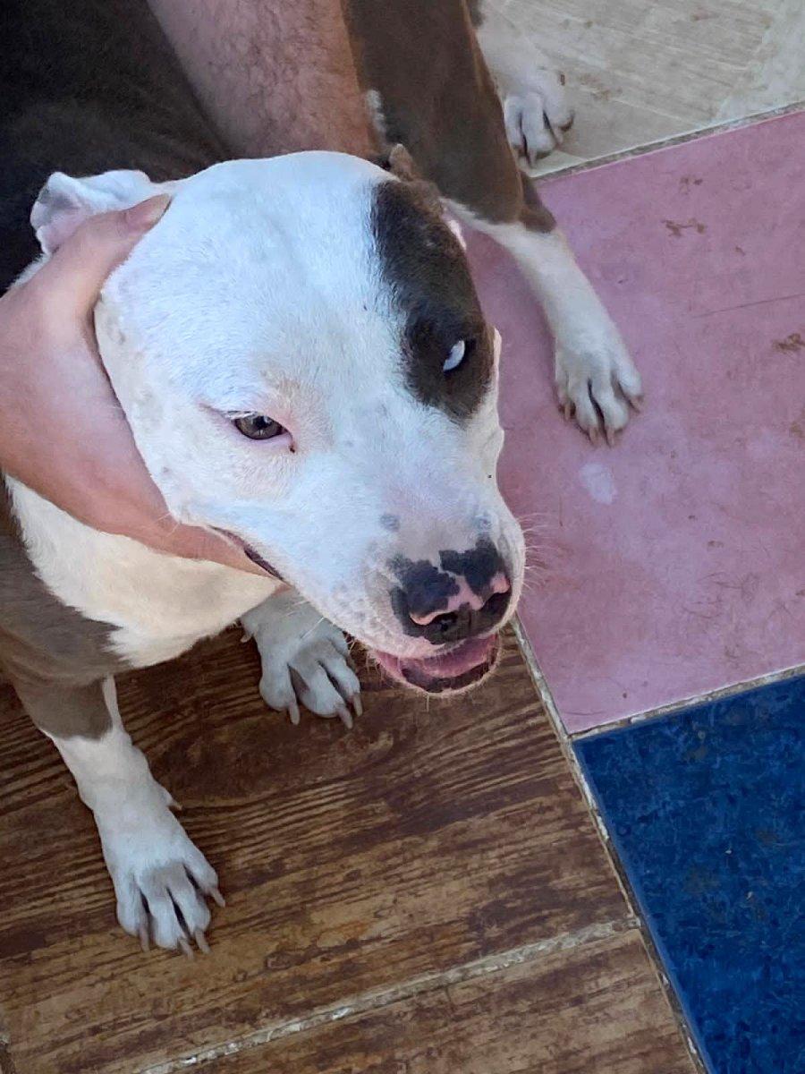 Adana’da tehlikeli köpekleri besleyen 9 kişiye toplam 86 bin 67 TL ceza