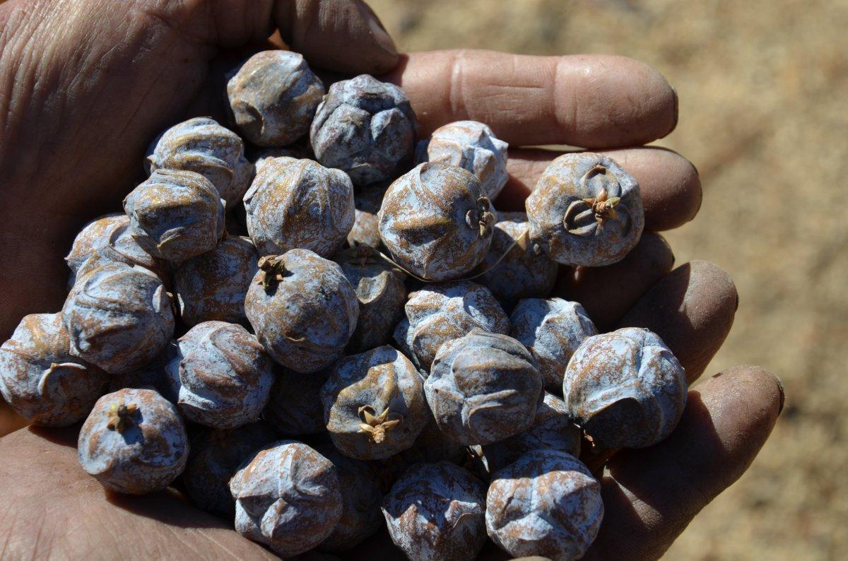 Andız pekmezi bölgenin geçim kaynağı