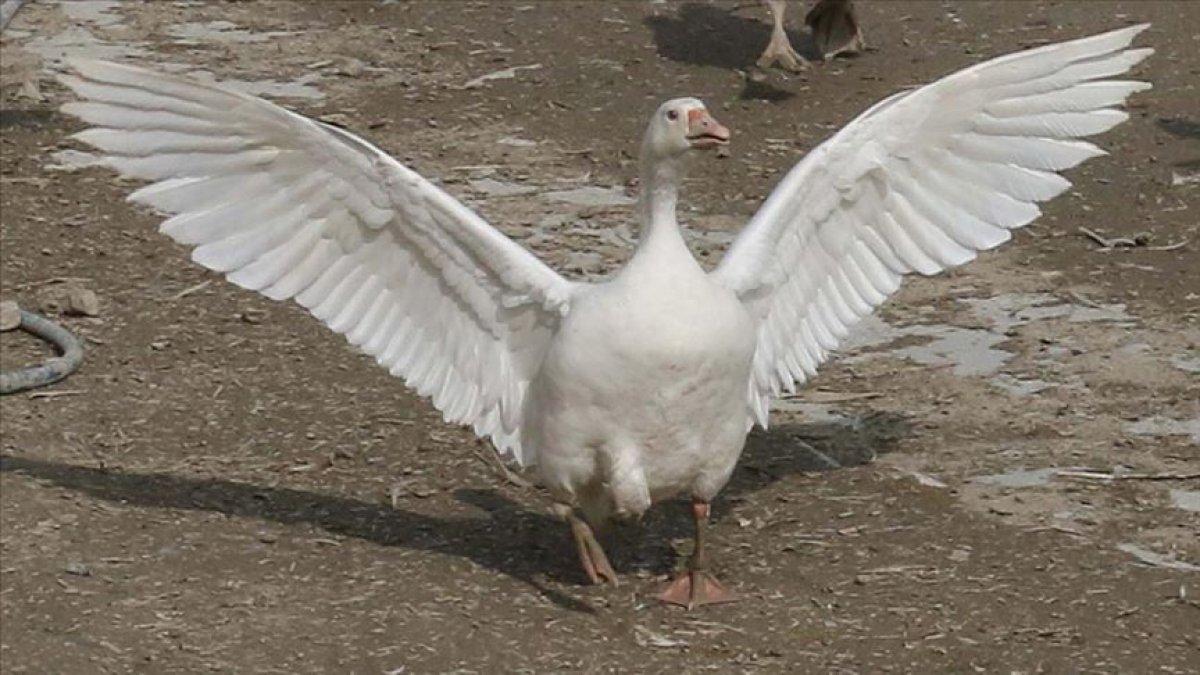 Hayvancılık desteği