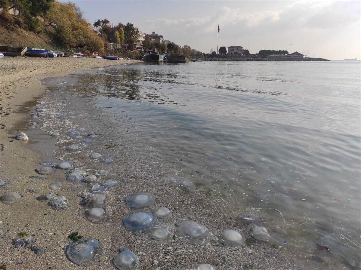 Avcılar'da sahili binlerce denizanası istila etti