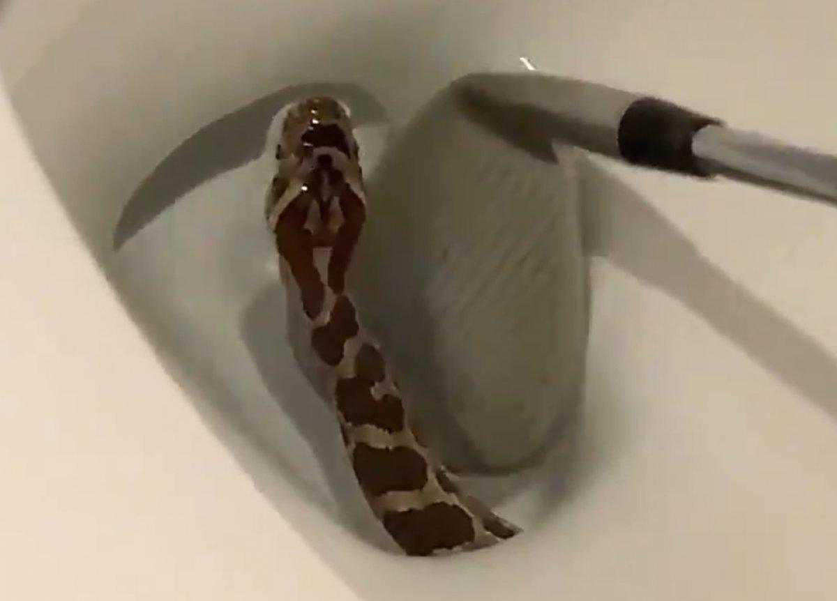 Teksaslı adamın klozetinden yılan çıktı