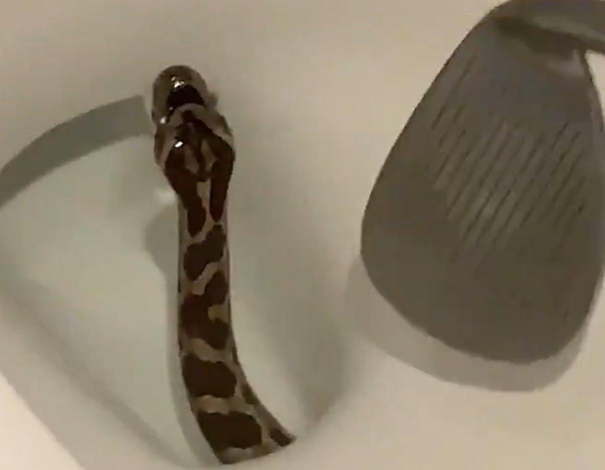 Teksaslı adamın klozetinden yılan çıktı