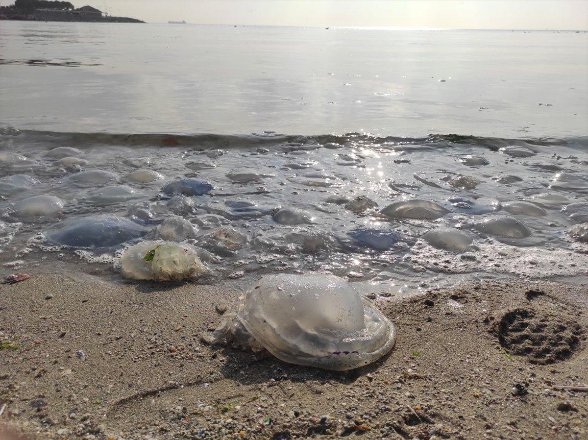 Avcılar'da sahili binlerce denizanası istila etti