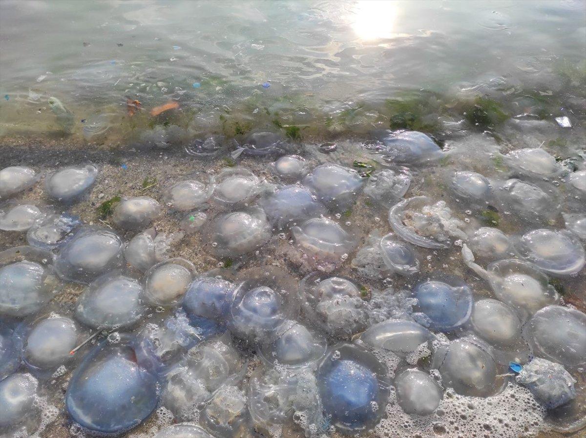 Avcılar'da sahili binlerce denizanası istila etti