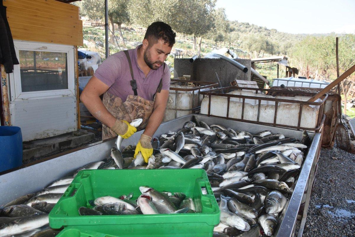Toprak havuzda balık yetiştiriyorlar